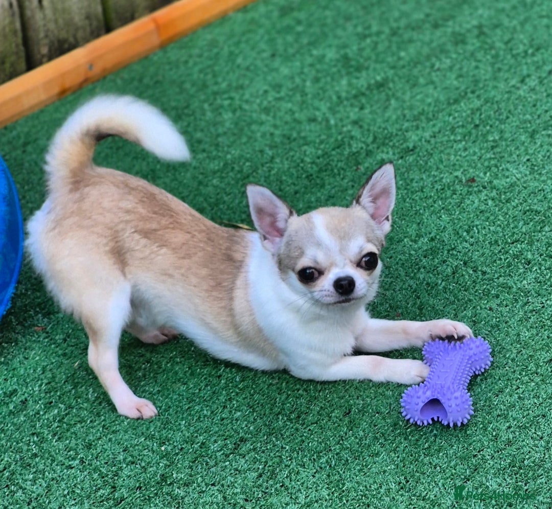 Chihuahua dogs for sale: Beautiful Tiny Young Male Chihuahua AVAILABLE. - Image 3