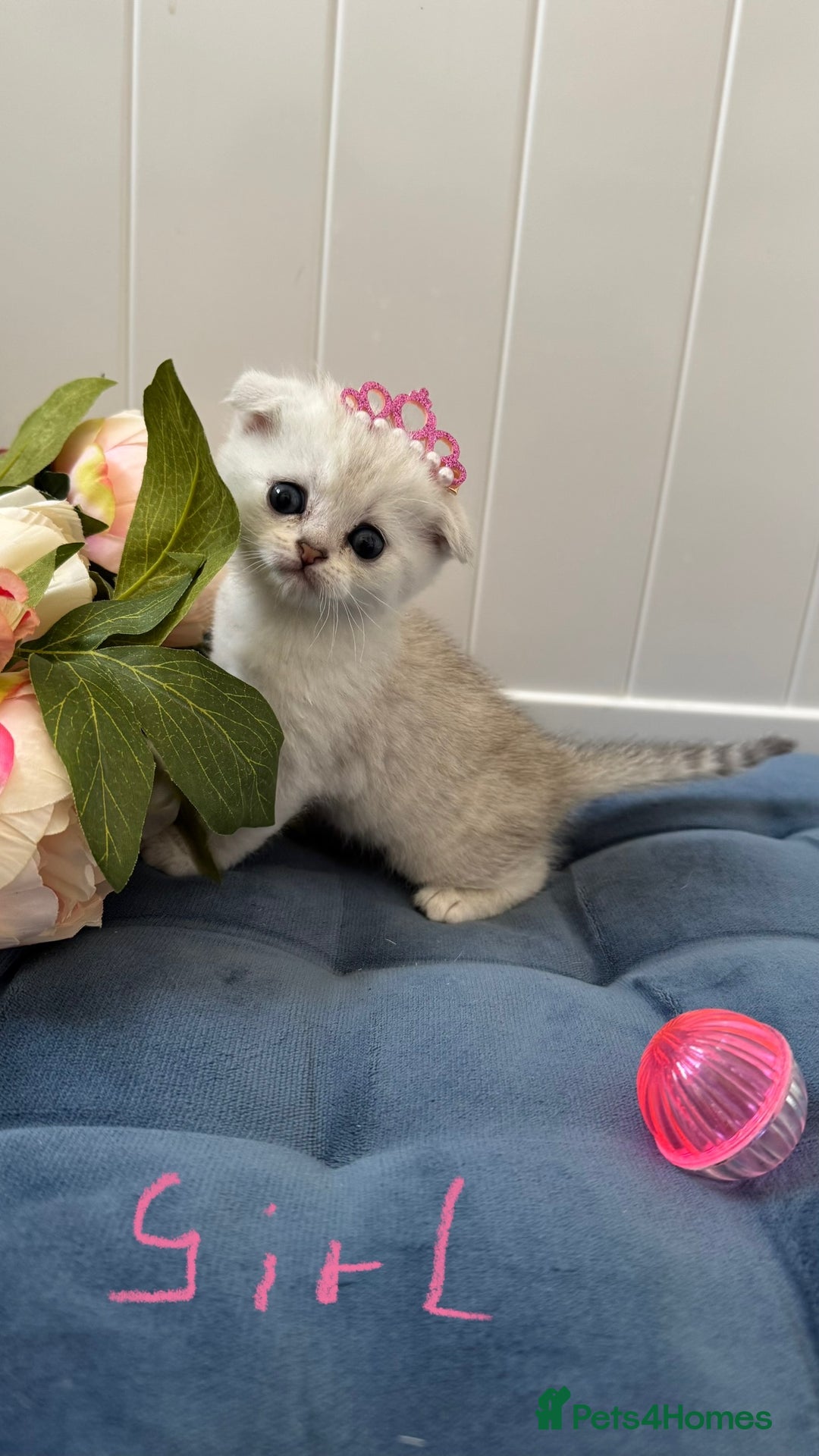 Scottish Fold cats for sale: 2 Scottish Girls  - Image 21
