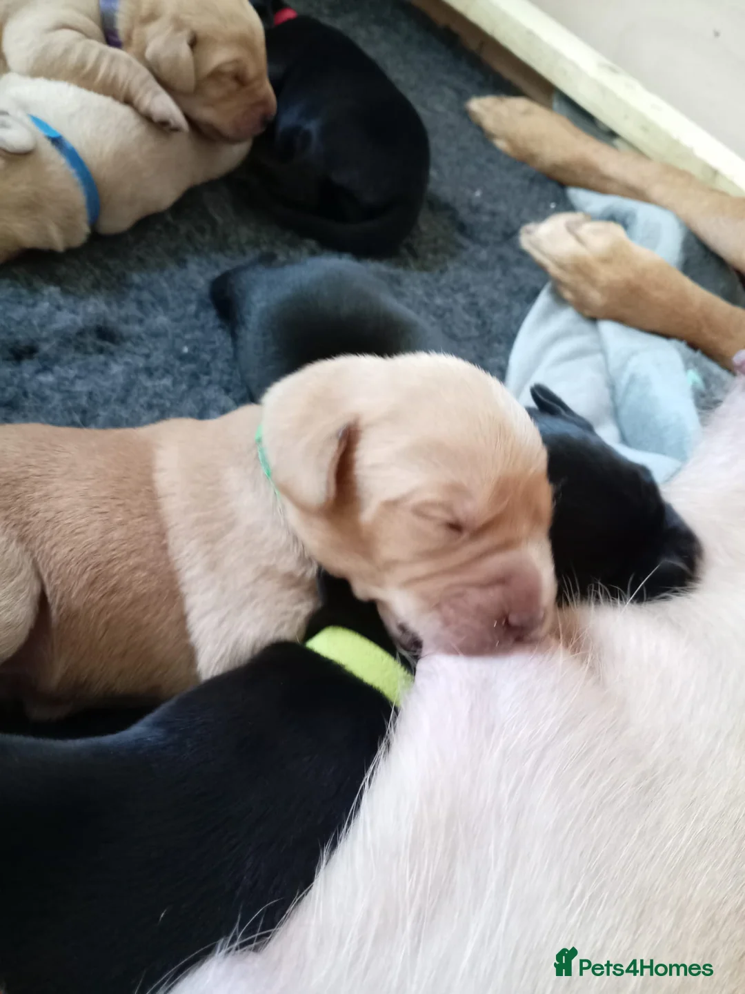 Labrador Retriever dogs for sale: KC reg yellow & black Labrador puppies socialised - Advert 17