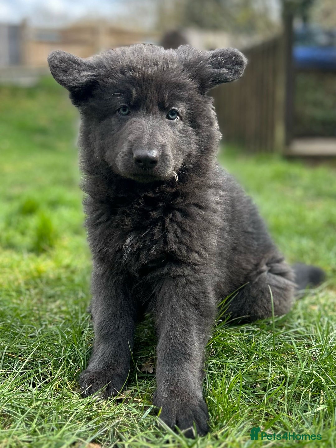 German Shepherd dogs for sale: German shepherd puppies DUE 20 th February 2026 - Advert 10