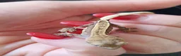 Gecko reptiles for sale: Baby crested geckos, unsexed. High quality in Stroud - Advert 1