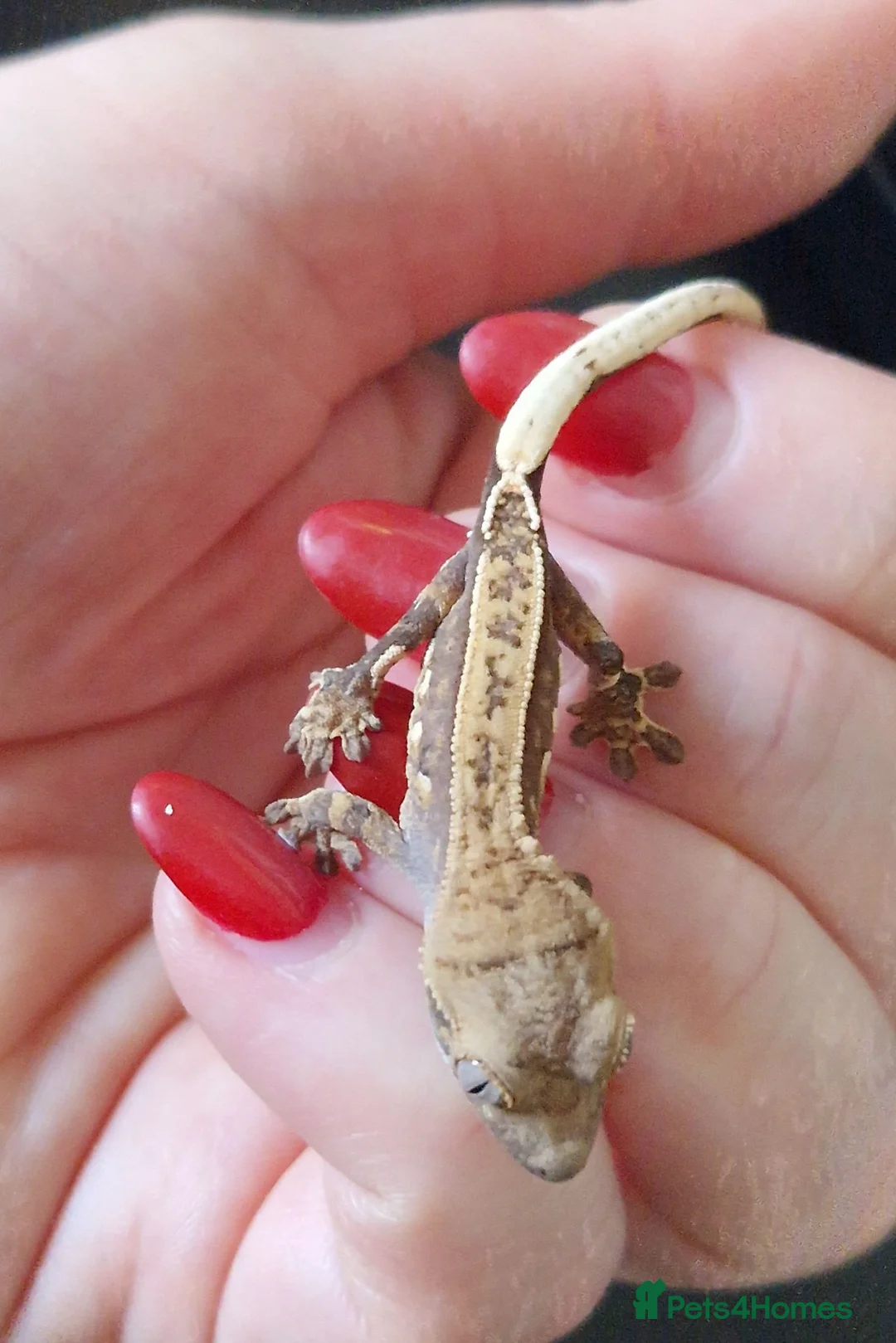 Gecko reptiles for sale: Baby crested geckos, unsexed. High quality in Stroud - Advert 1
