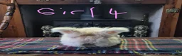 Angora rabbits for sale: Gorgeous Angora Rabbits, Pure Bred Full Faced. - Advert 25