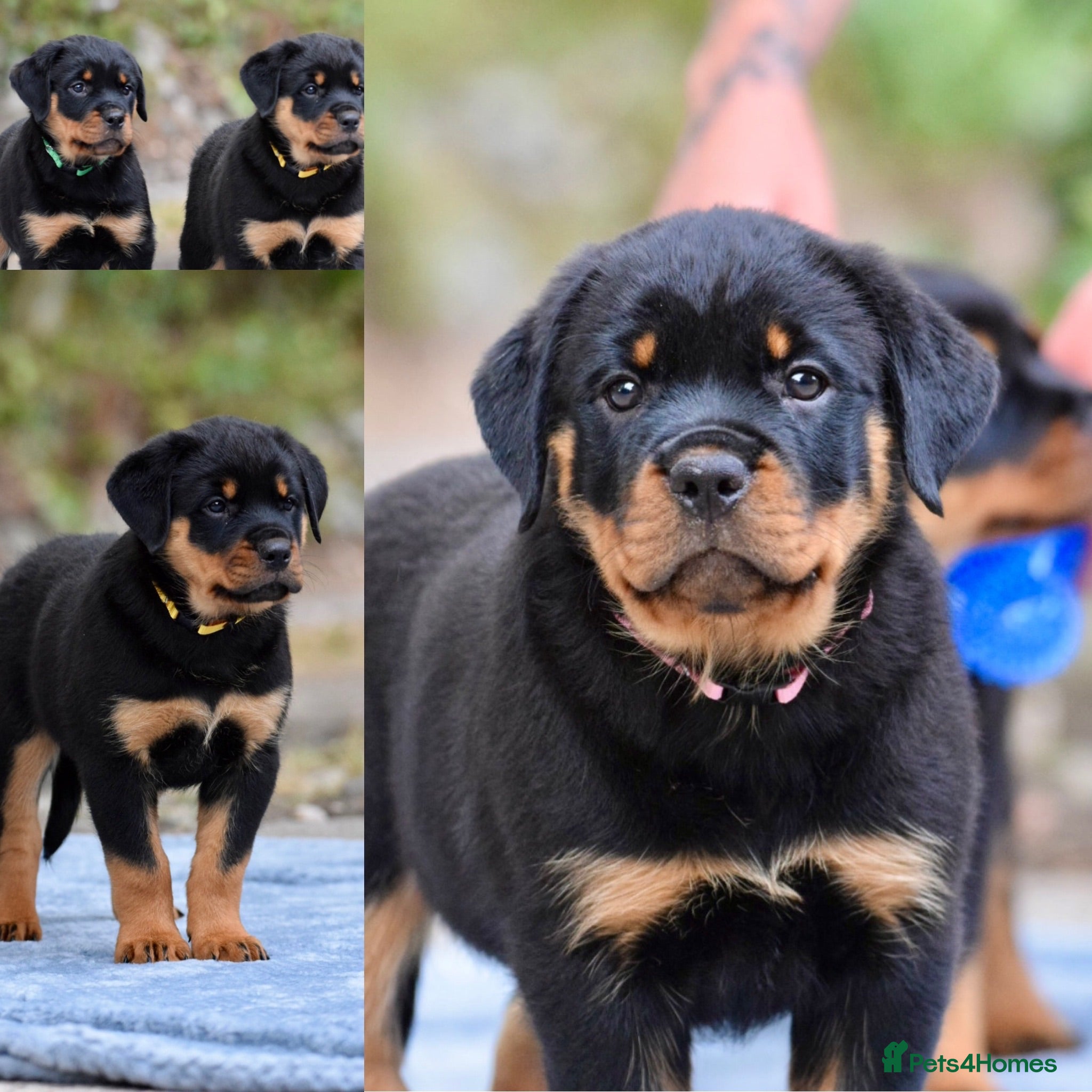 Rottweiler dogs Rottweiler Puppies – Stunning Old School Type - Advert 1