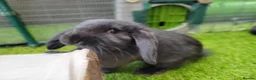 Mini Lop rabbits for sale: Beautiful Mini Lop Mix Rabbits - READY THURSDAY  - Advert 10