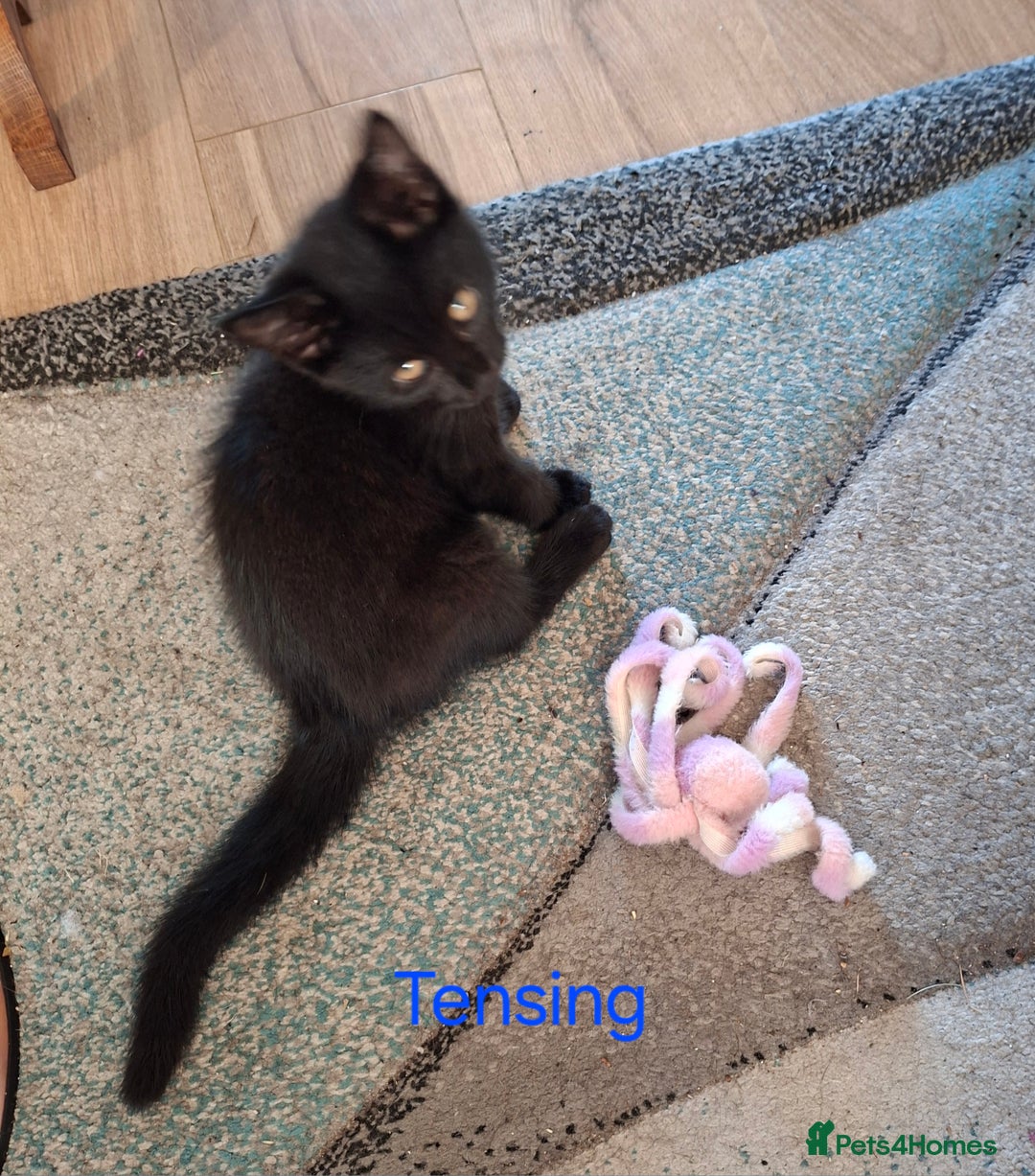 Mixed Breed cats for sale: Calling all witches and black cat lovers! - Image 2