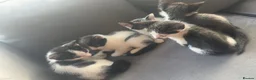 Mixed Breed cats for sale: Beautiful mix of grey, black and white kittens  - Advert 4