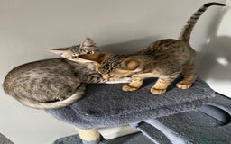 Chausie cats for sale: Savannah x chausie  - Image 11