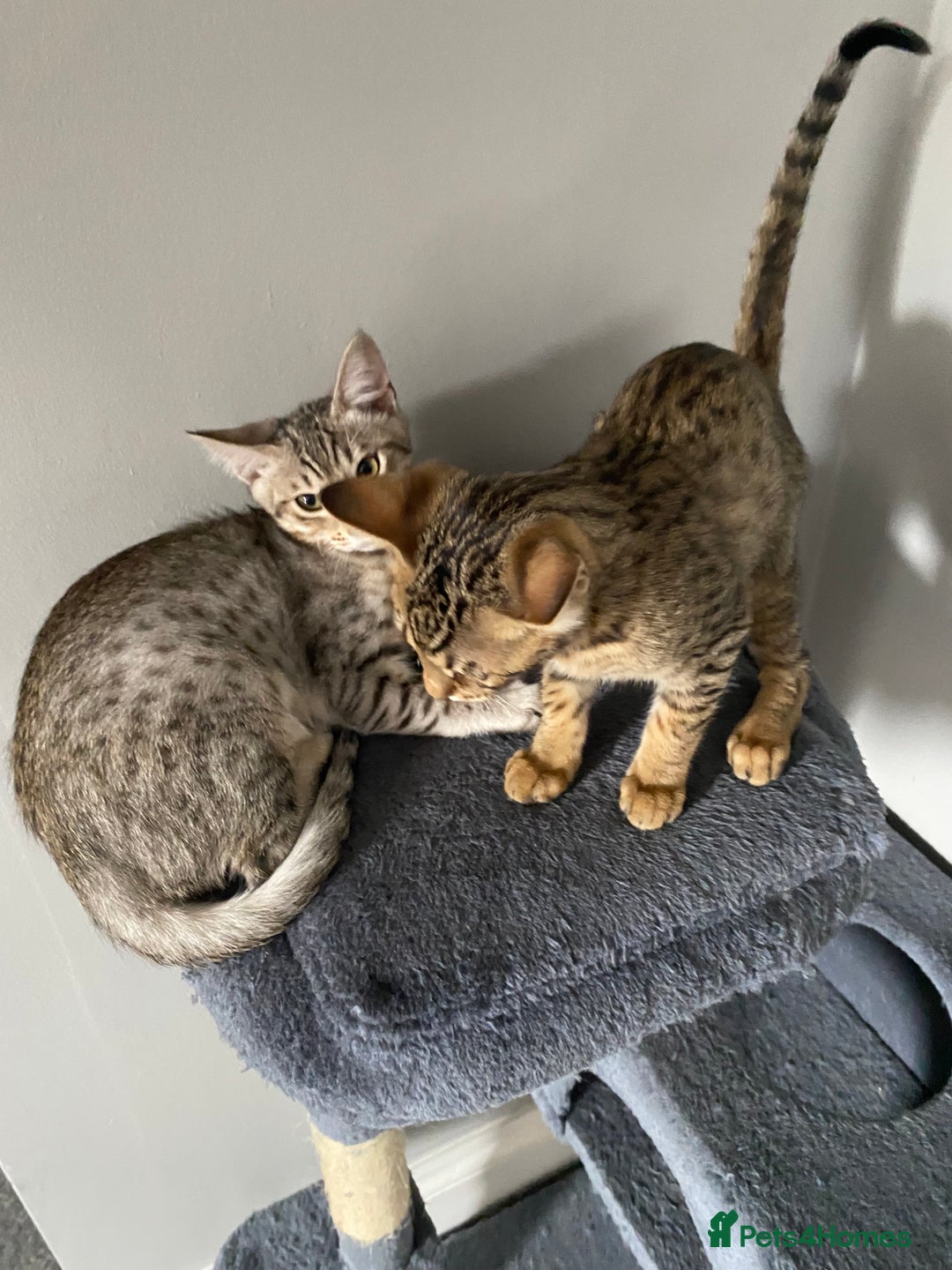 Chausie cats for sale: Savannah x chausie  - Image 11