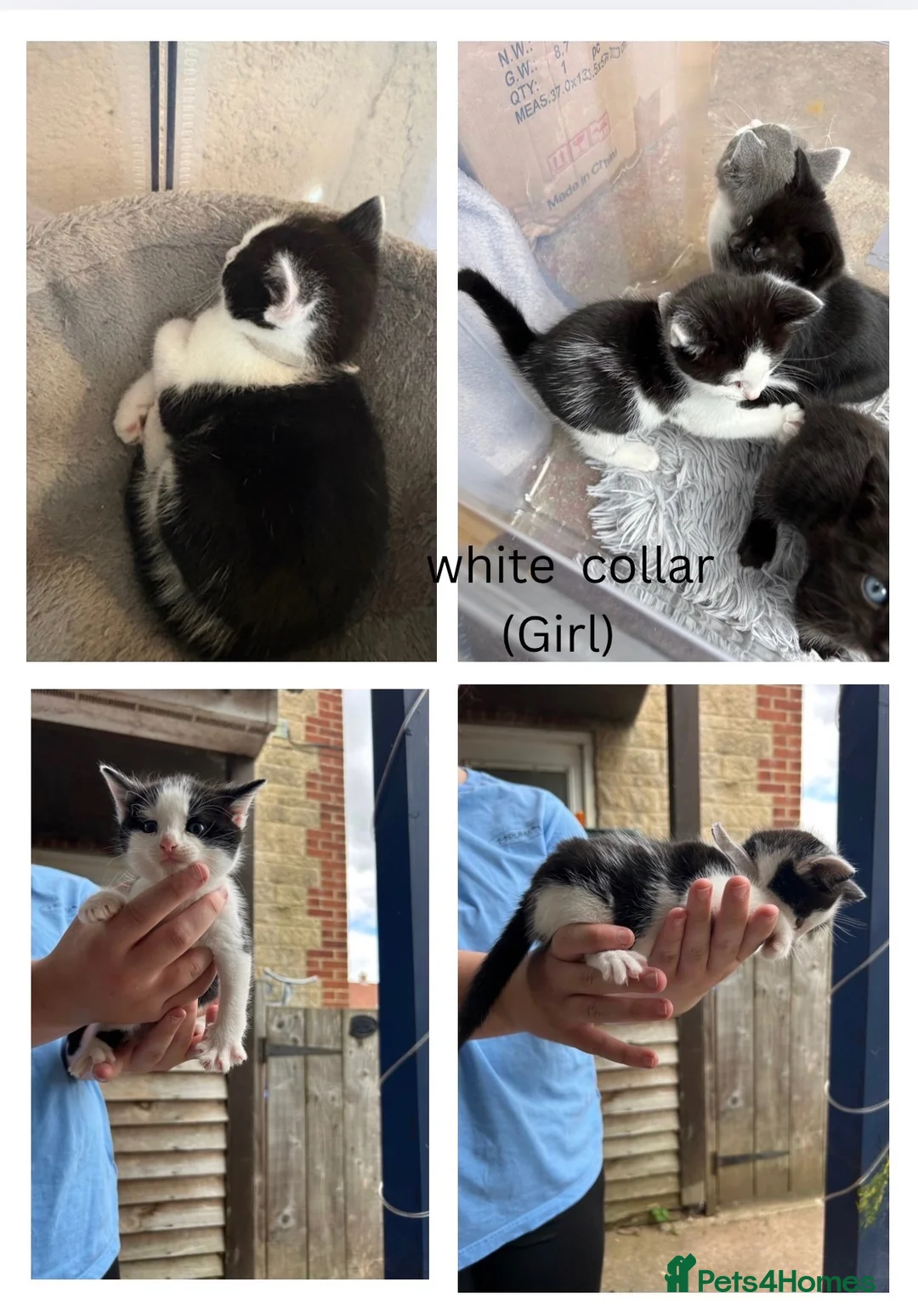 Mixed Breed cats for sale: Mixed kittens in Crewkerne - Advert 5
