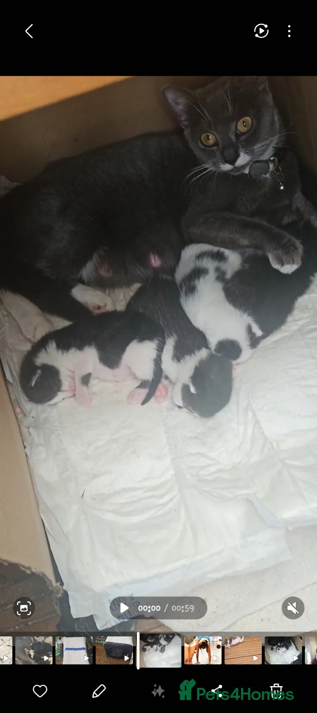 British Shorthair cats for sale: British short-hair mix  - Advert 2