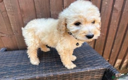 Goldendoodle dogs for sale: F1B GOLDENDOODLE PUPPIES 2 BOYS AVAILABLE  in Farnham - Image 18