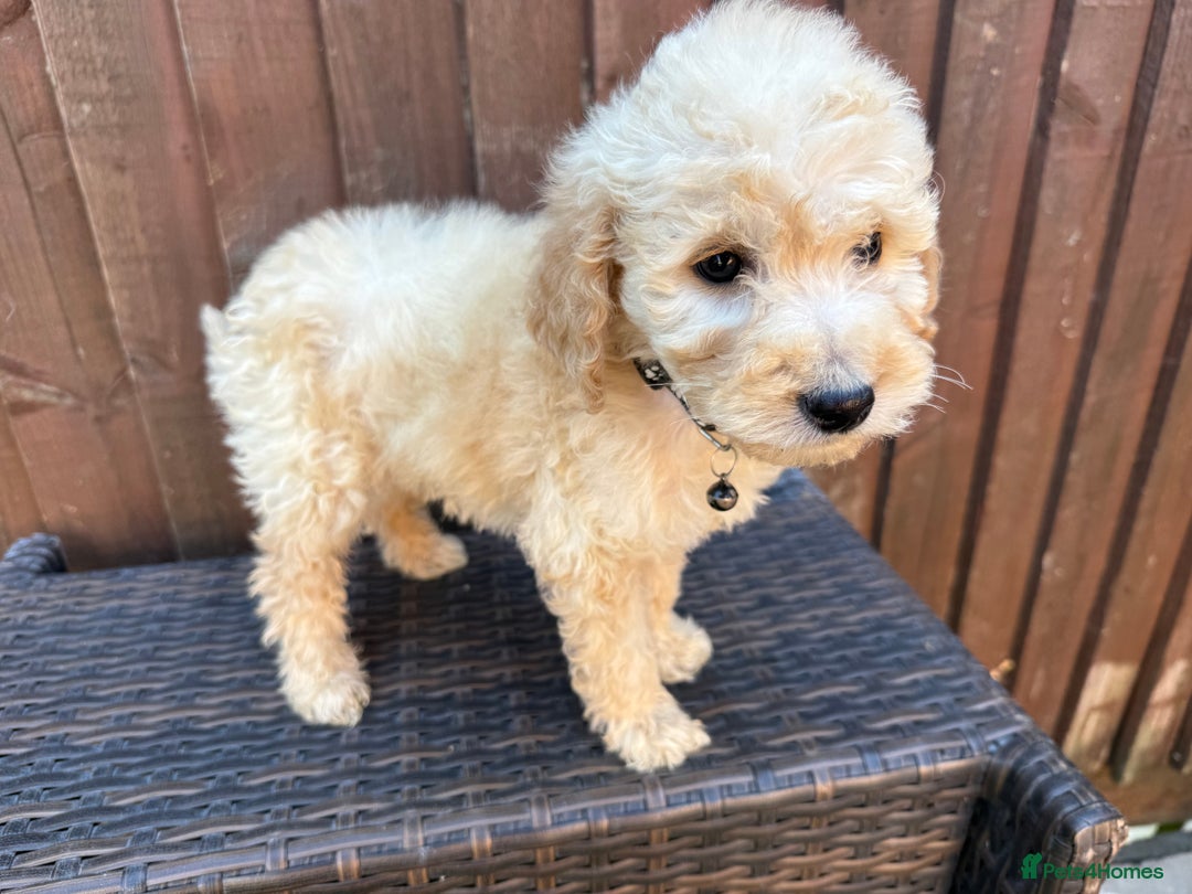 Goldendoodle dogs for sale: F1B GOLDENDOODLE PUPPIES 2 BOYS AVAILABLE  in Farnham - Image 18