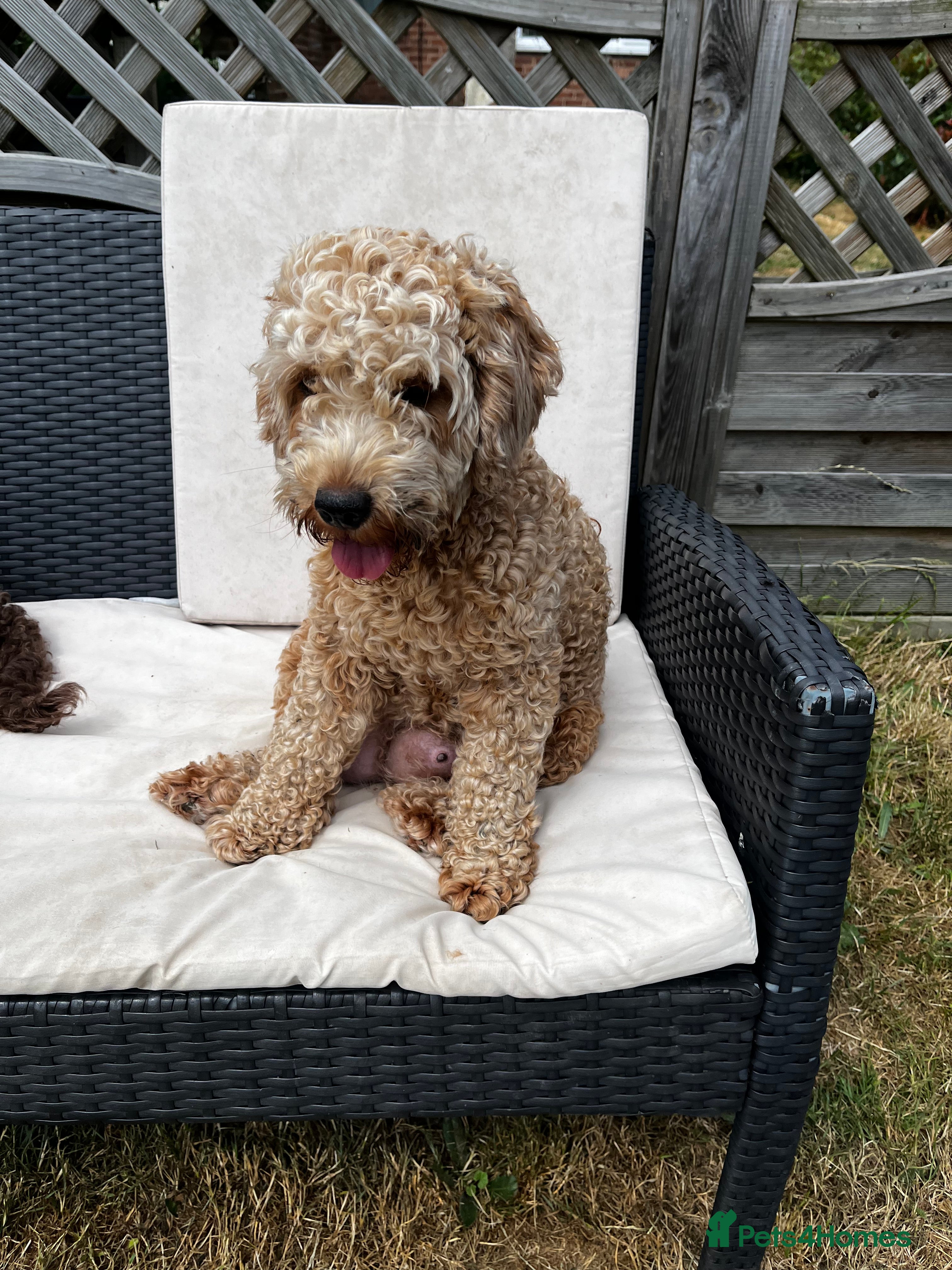 Cockapoo dogs Cockapoo girl sadly haven’t to be rehomed - Advert 4