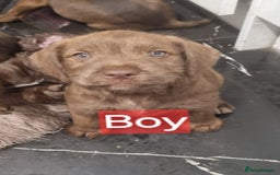 Mixed Breed dogs for sale: Mixer breed puppys  - Image 7