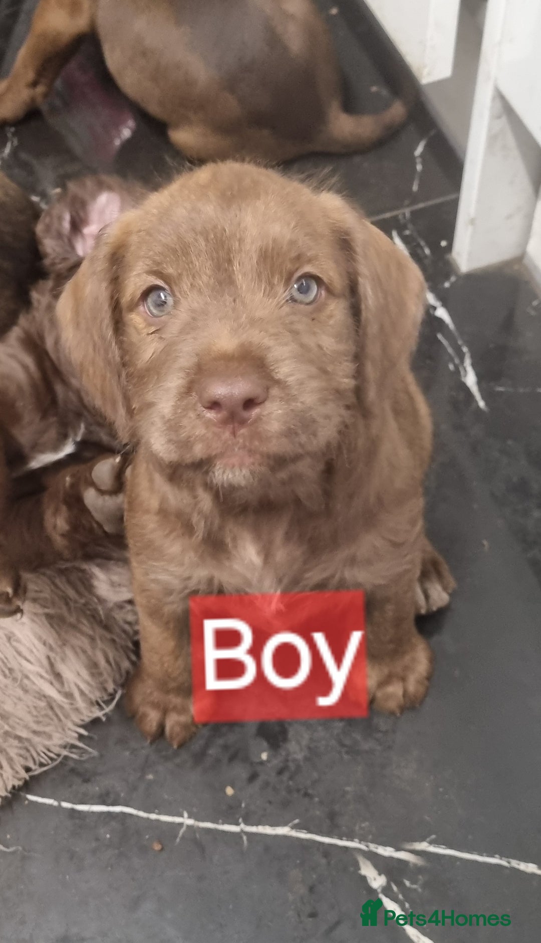 Mixed Breed dogs for sale: Mixer breed puppys  - Image 7