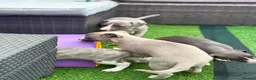 Whippet dogs for sale: NEW KIDS ON THE BLOCK /STUNNING  RKC LITTER  - Advert 11