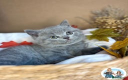 British Shorthair cats for sale: 3 British short hair / long hair kittens  - Image 30