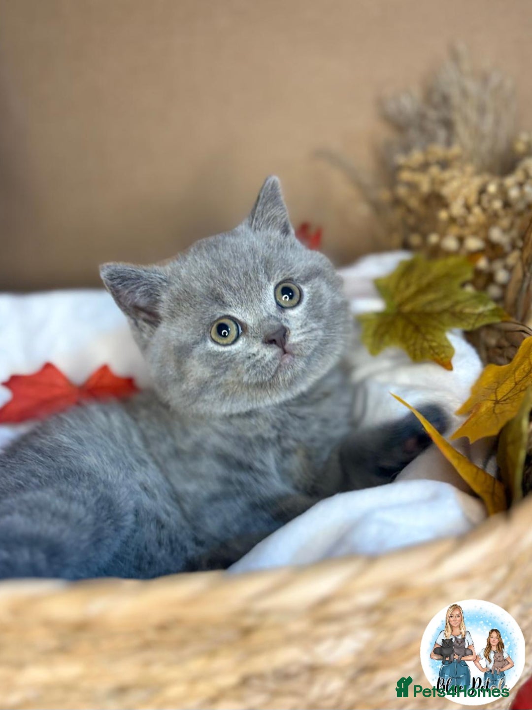 British Shorthair cats for sale: 3 British short hair / long hair kittens  - Image 30