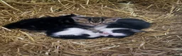 Mixed Breed cats for sale: 6 Remaining kittens looking for their forever home - Advert 8