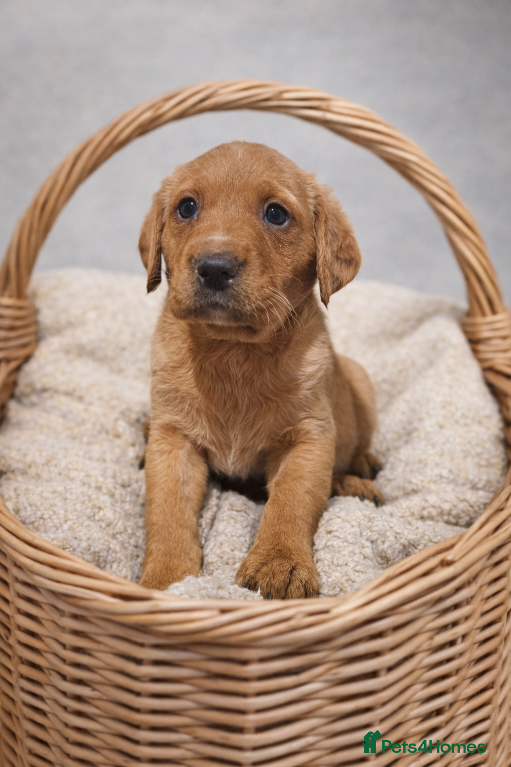 Labrador Retriever dogs Chunky YELLOW / FOX YELLOW Labrador retriever boys - Advert 11