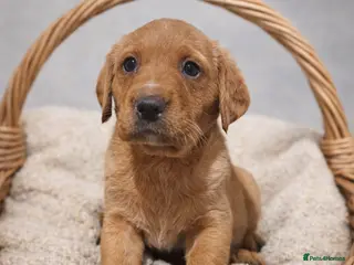 Labrador Retriever dogs Chunky YELLOW / FOX YELLOW Labrador retriever boys - Advert 11