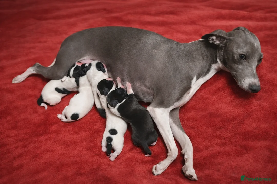 Italian Greyhound dogs for sale: Italian greyhound puppy’s  in Poole - Advert 6