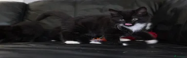 Turkish Angora 5