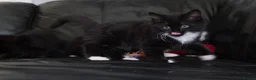 Turkish Angora cats for sale: Turkish Angora Mix Kittens - Advert 16