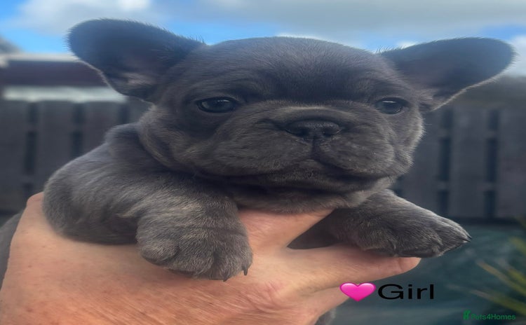 French Bulldog dogs - Advert 6