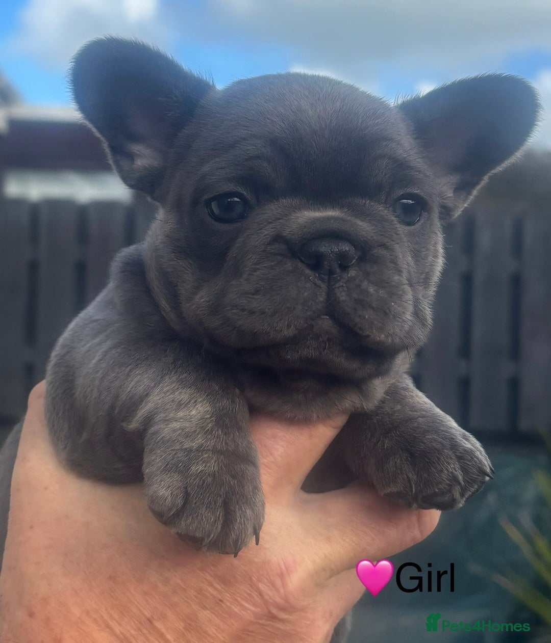 French Bulldog dogs for sale: French Bulldog Puppies - Image 1