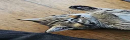 Mixed Breed cats for sale: Gorgeous house raised kittens  - Advert 16