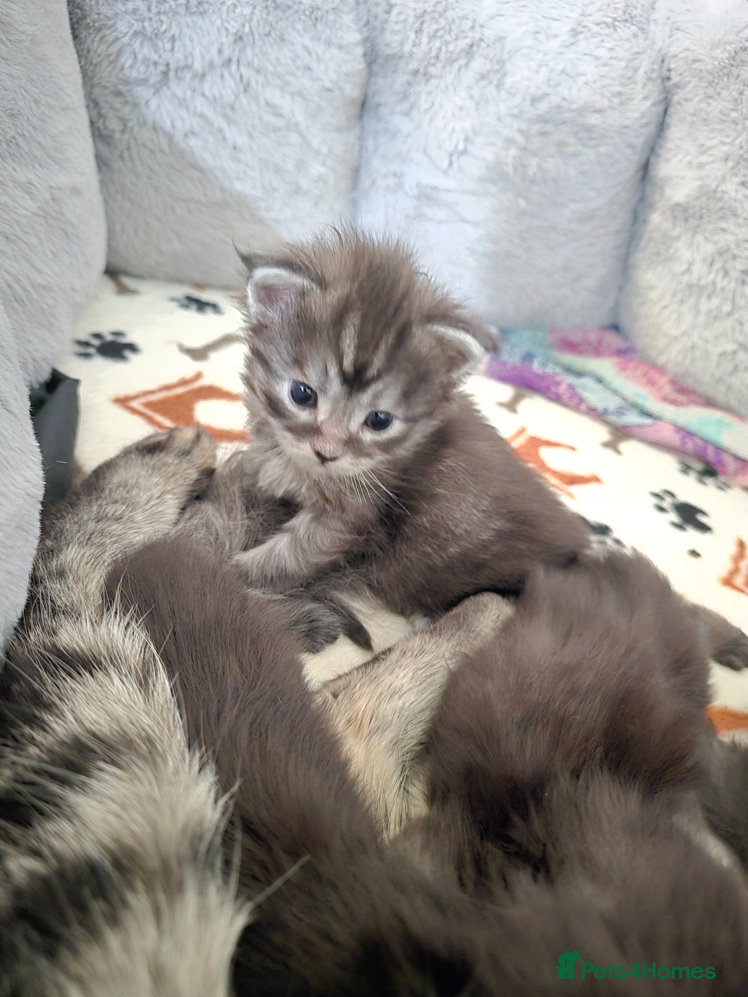 Maine Coon cats Exceptional Maine Coon Kittens for Loving Homes - Advert 2