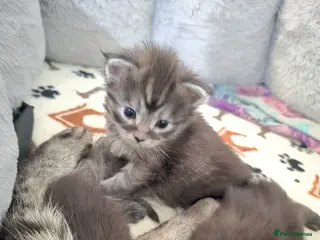 Maine Coon cats Exceptional Maine Coon Kittens for Loving Homes - Advert 2