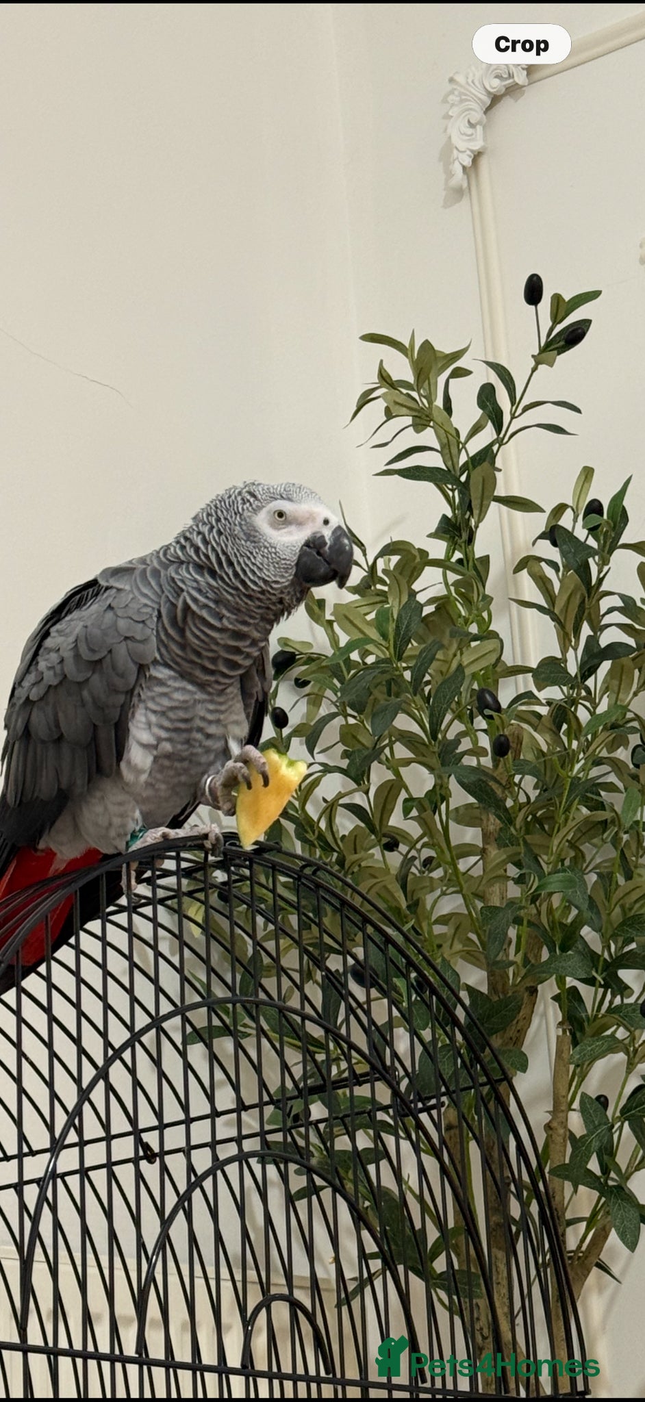 Parrots birds African gray - Advert 11