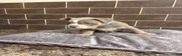American Bully dogs for sale: POCKET BULLYS  in Orpington - Advert 20