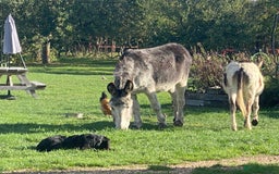 Donkey livestock for sale: Dolly and Moose, lovely Jenny donkeys - Image 2