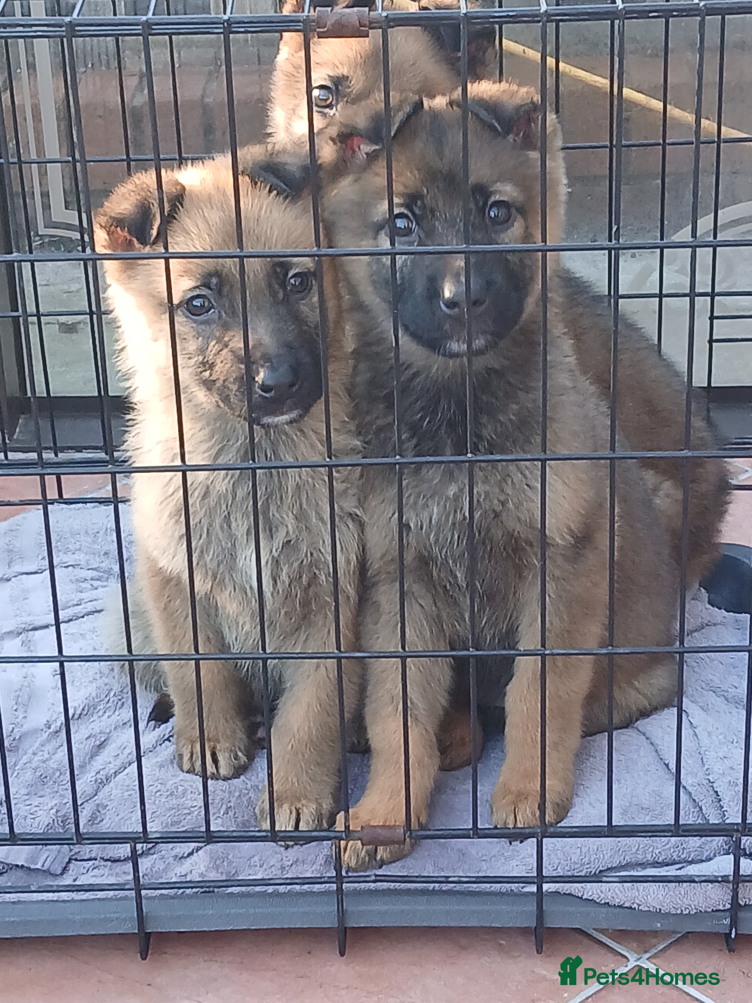 German Shepherd dogs Czech shepherd  - Advert 15