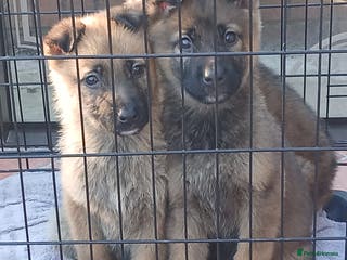 German Shepherd dogs Czech shepherd - Advert 12