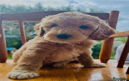 Australian Labradoodle dogs for stud: LANDO Australian labradoodle in Cornwall - Image 11