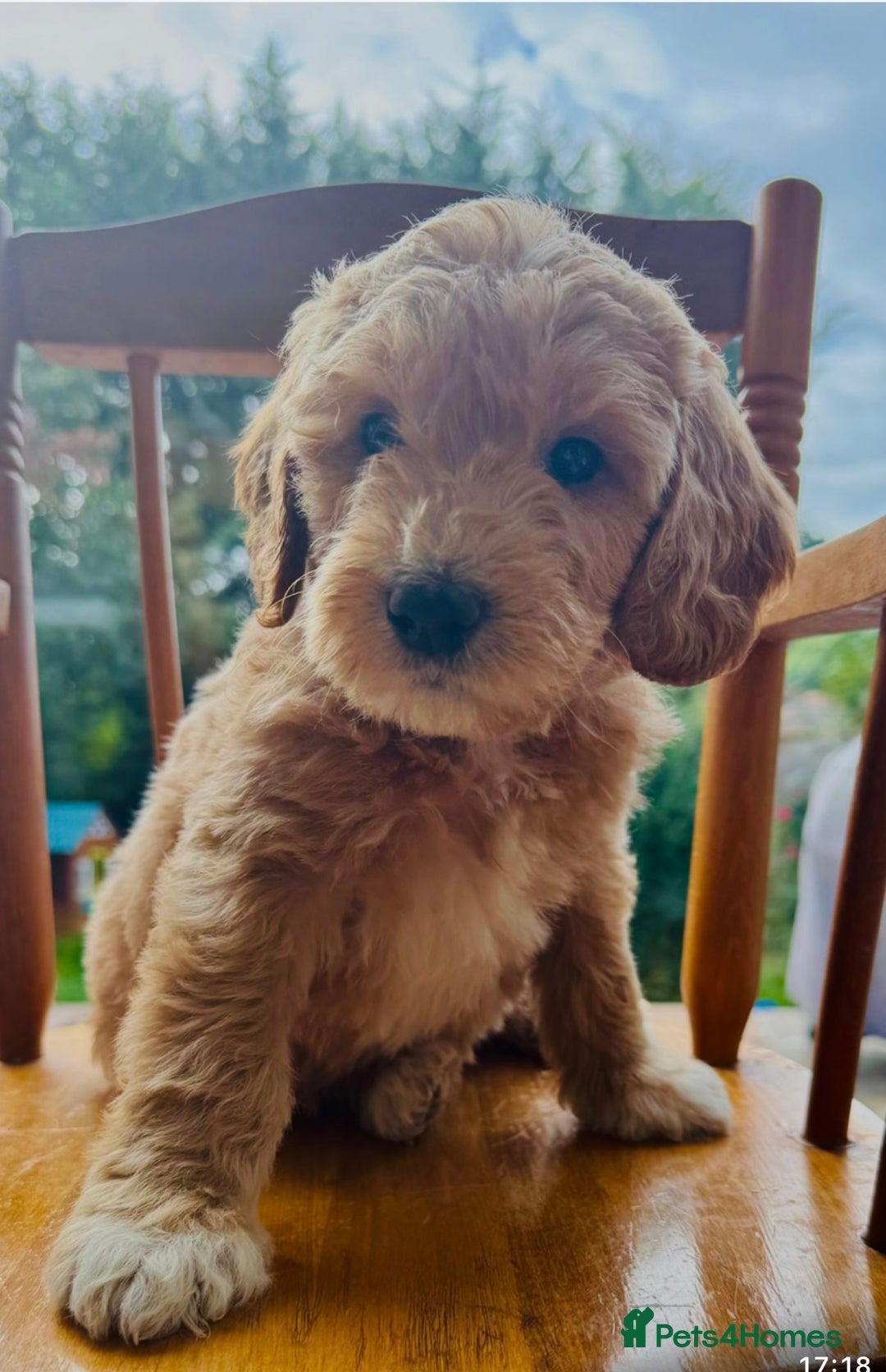 Australian Labradoodle dogs for stud: LANDO Australian labradoodle in Cornwall - Image 11