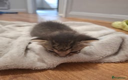 Mixed Breed cats for sale: Mixed colour kittens  - Image 11