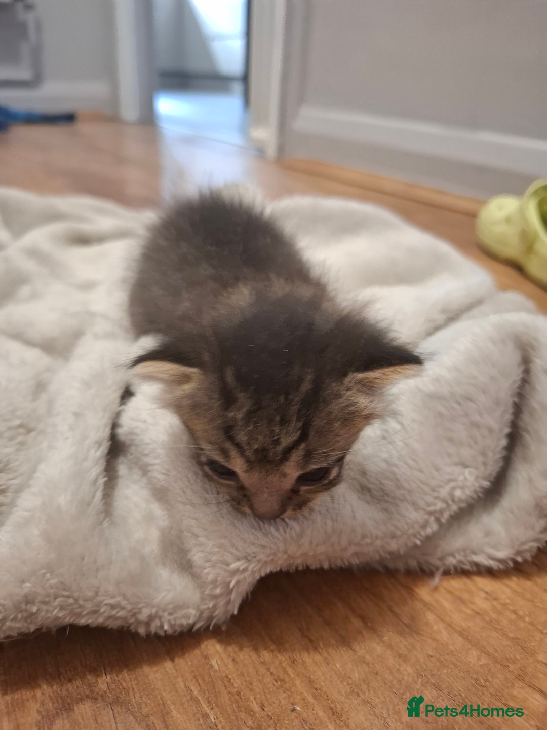 Mixed Breed cats for sale: Mixed colour kittens  - Image 11