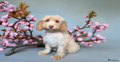 Cockapoo dogs - Advert 15