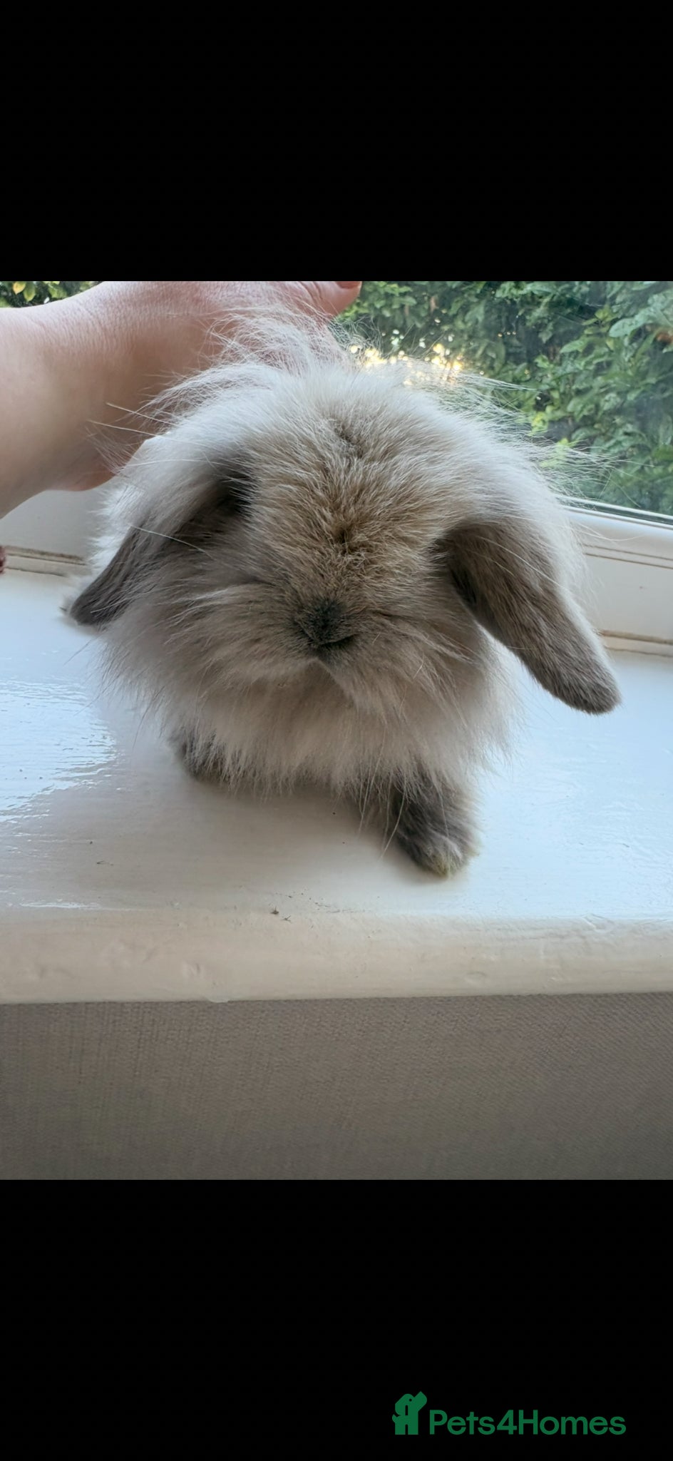 Mini Lion Lop rabbits Beautiful little mini lion lop baby bunny rabbits  - Advert 2