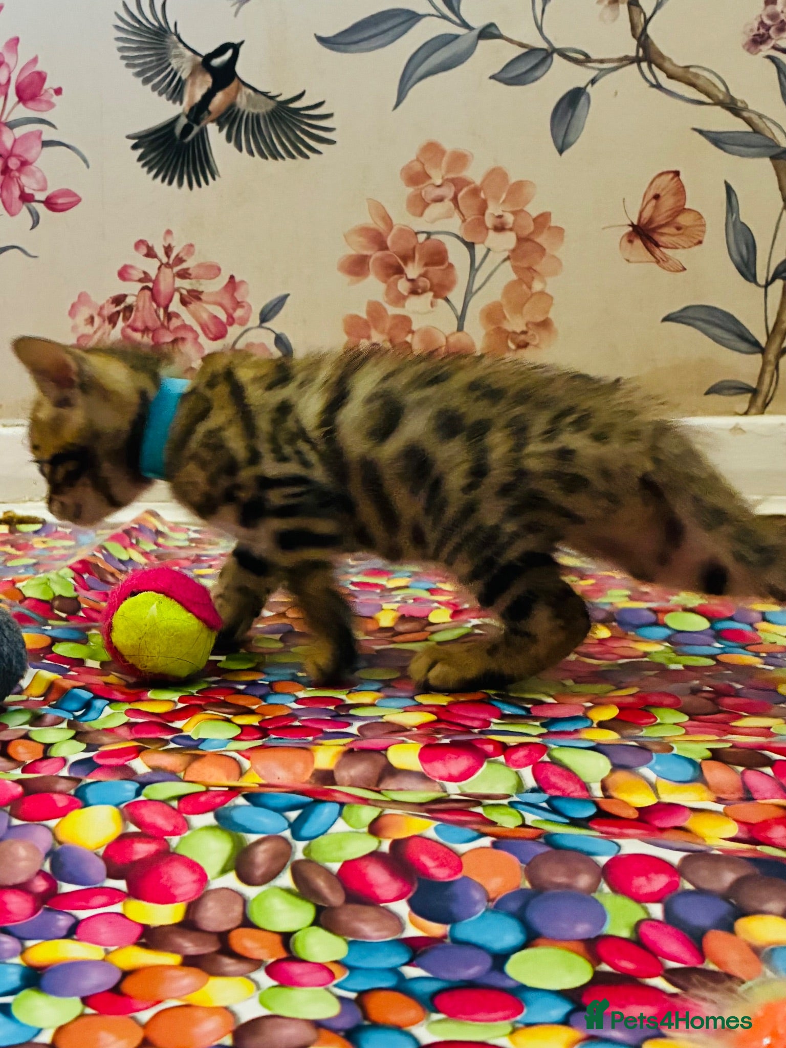 Bengal cats Amazing Bengal Kittens for sale  - Advert 2