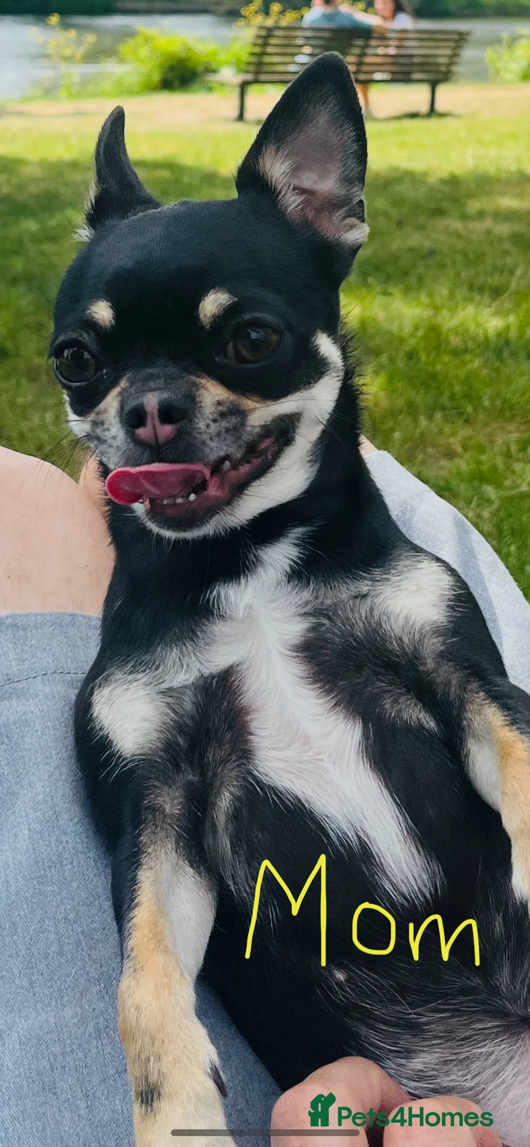 Chihuahua dogs for sale: Purebred Male Chihuahua Puppy - Advert 7