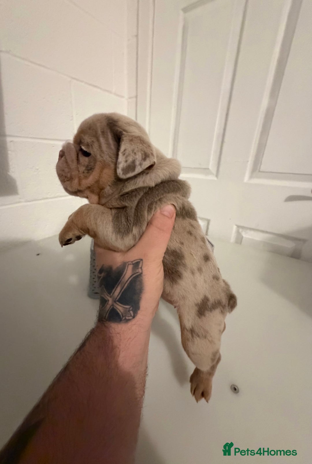 English Bulldog dogs for sale: A LITTER NOT TO BE MISSED 🔥 - Advert 22