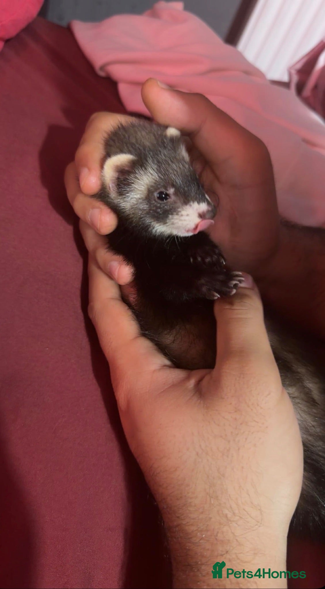 Ferret rodents 9-Week-Old Ferret Kits for Sale - collection only - Advert 1