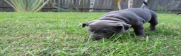 Staffordshire Bull Terrier dogs for sale: Staffordshire Bull Terrier Puppies for Sale - Advert 6